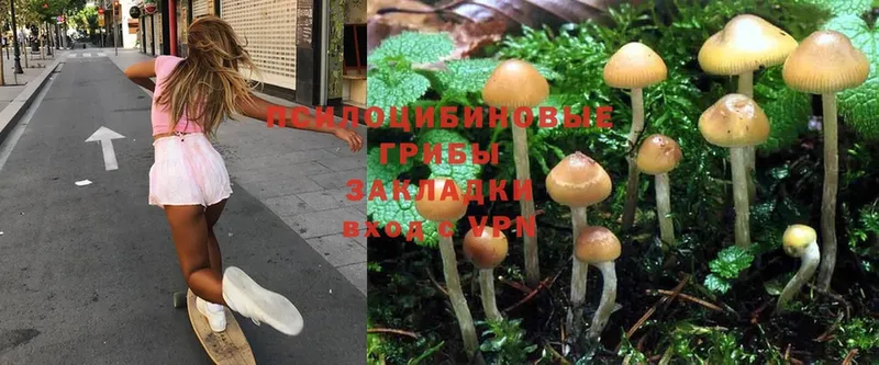 Псилоцибиновые грибы Psilocybine cubensis  закладки  Конаково 